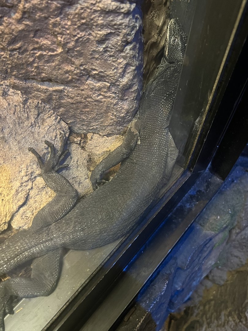 Reptile & Amphibian House- King Cobra Temple- Black Tree Monitor