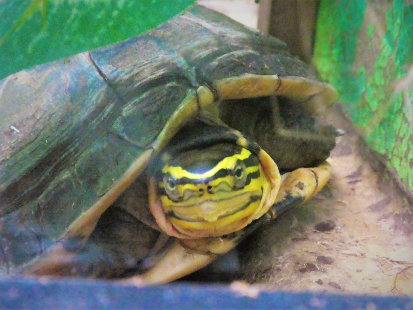 Reptile & Amphibian House  - Malayan Box Turtle