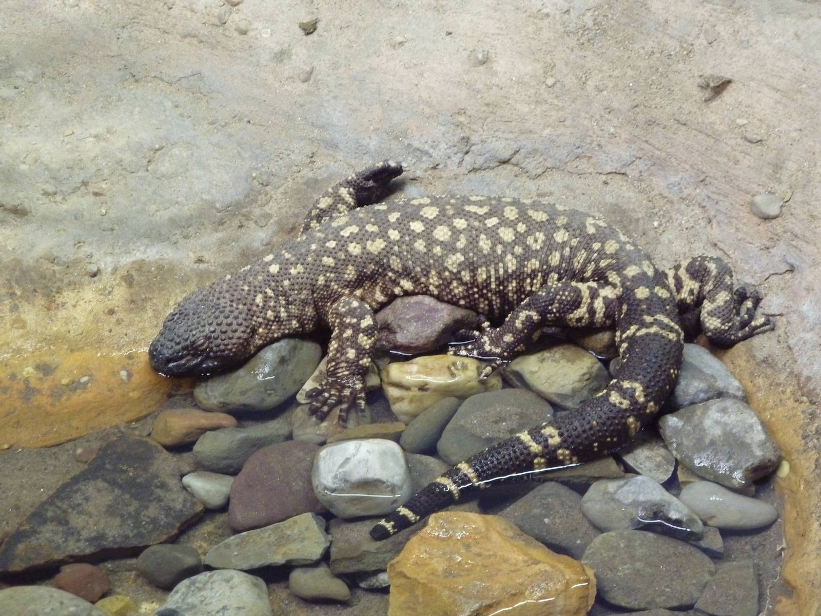 Reptile + Amphibian House - Mexican Beaded Lizard