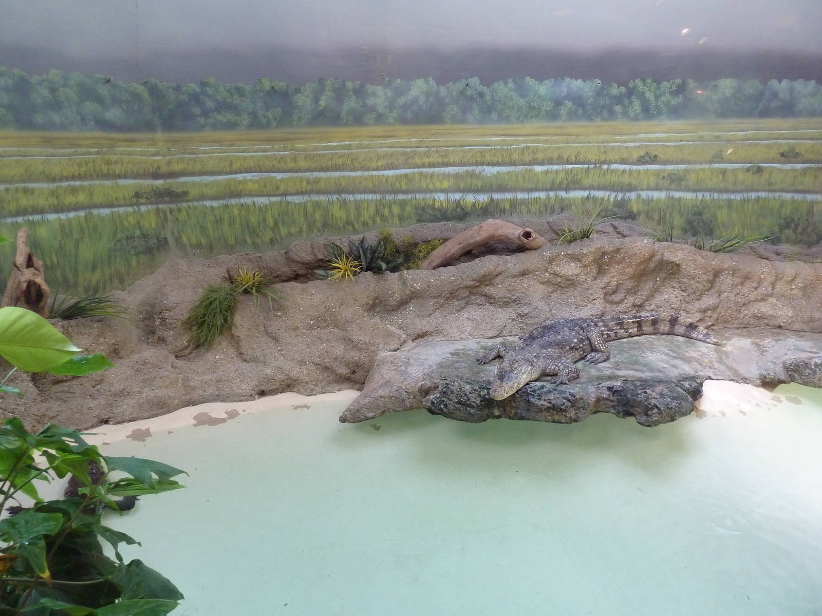 Reptile + Amphibian House - Nile Crocodile Exhibit
