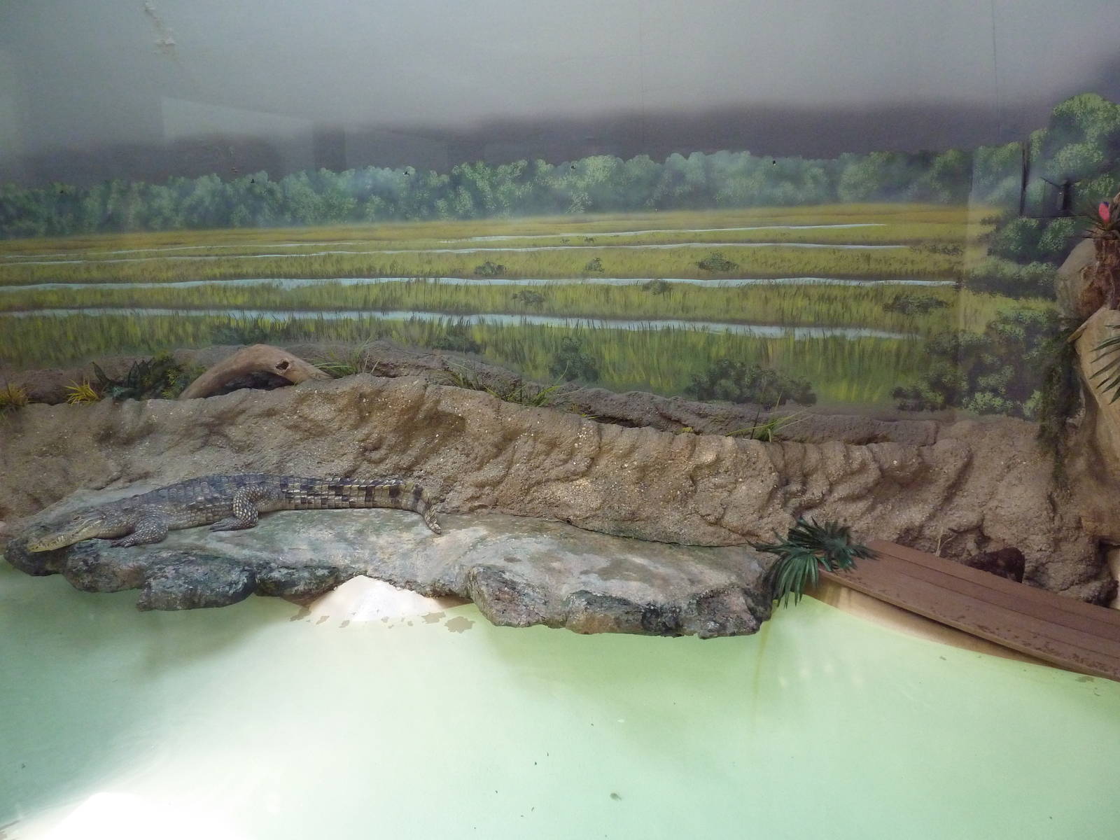 Reptile + Amphibian House - Nile Crocodile Exhibit
