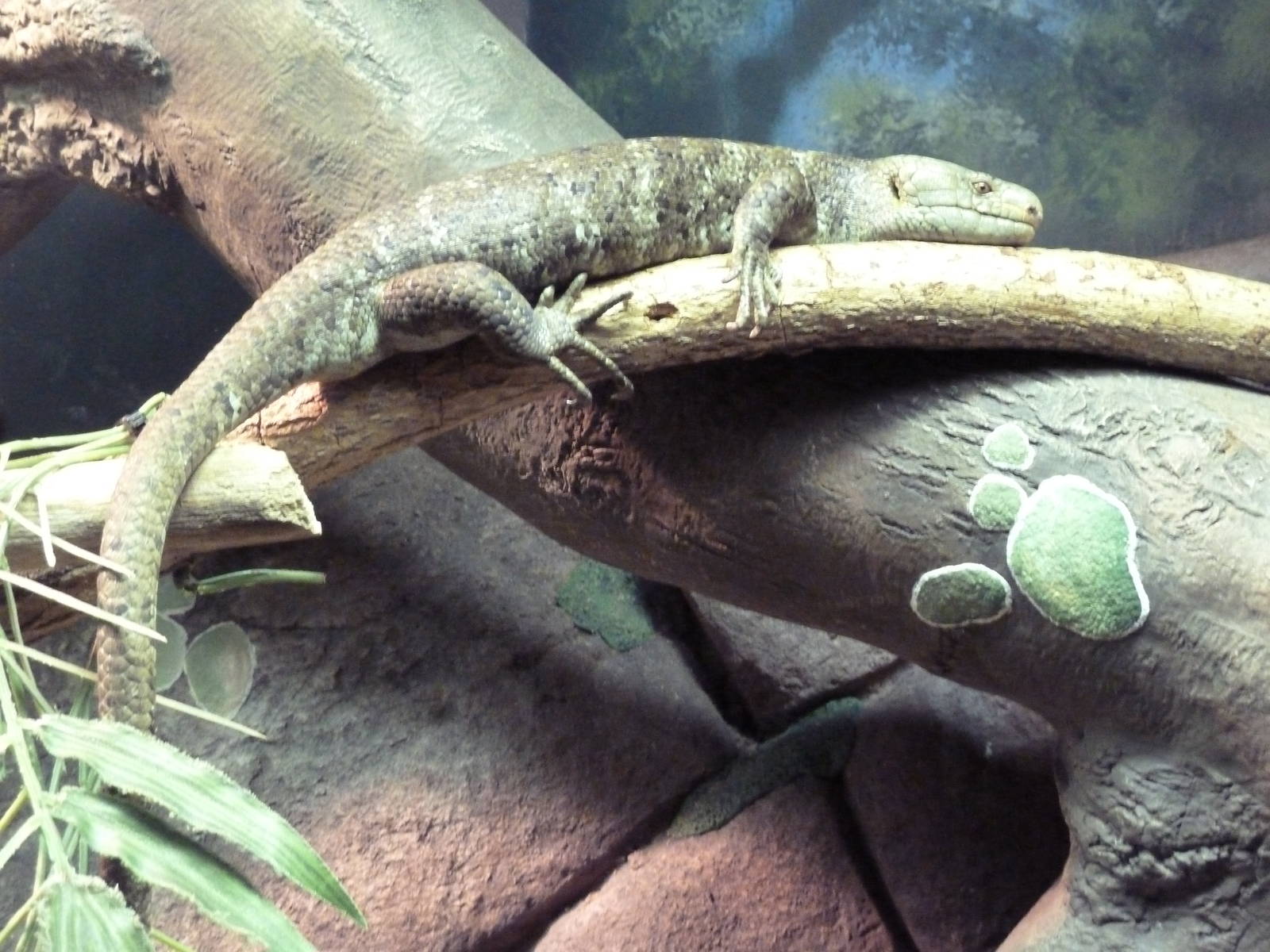 Reptile + Amphibian House - Prehensile-Tailed Skink