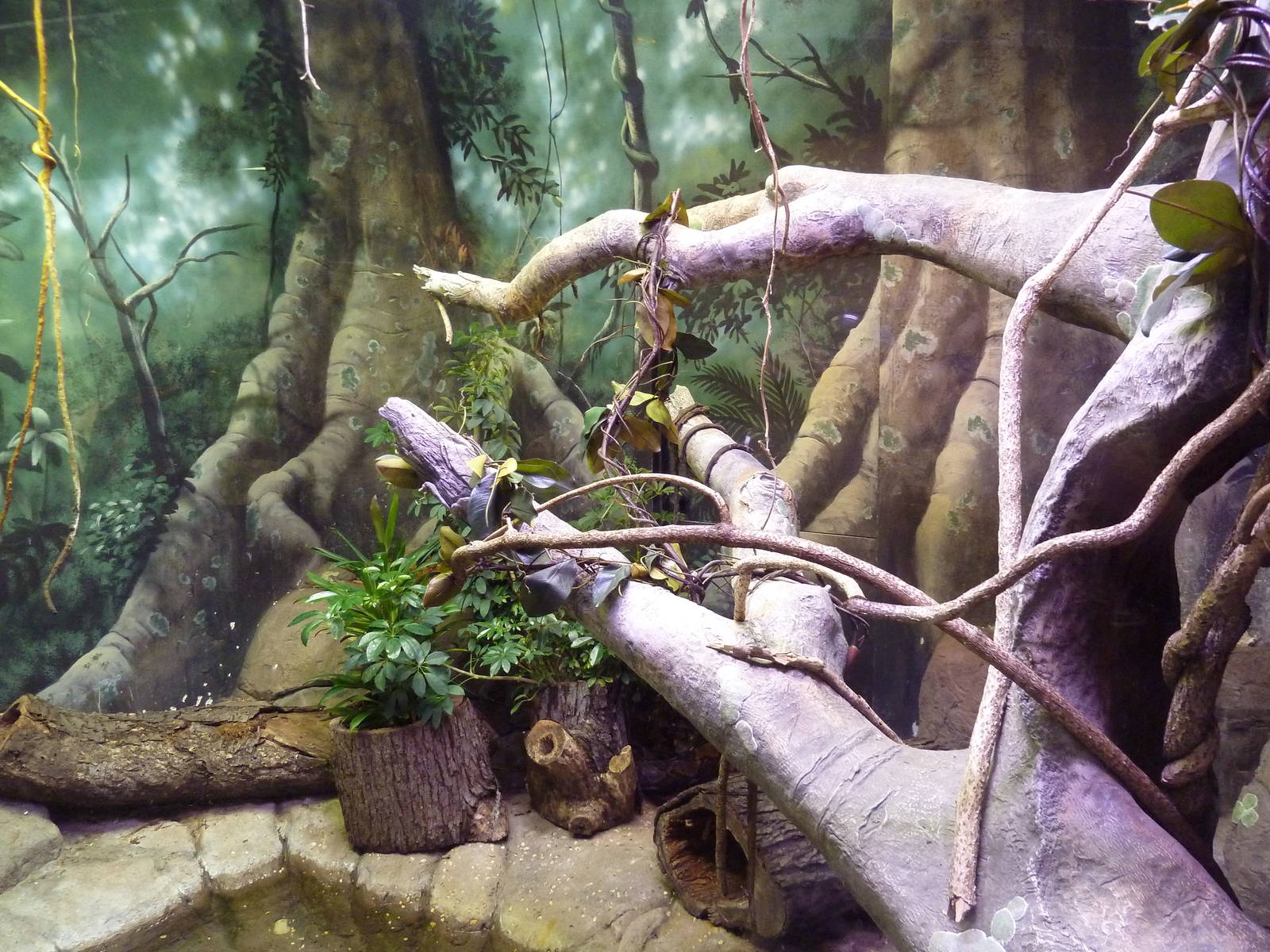 Reptile + Amphibian House - Reticulated Python Exhibit