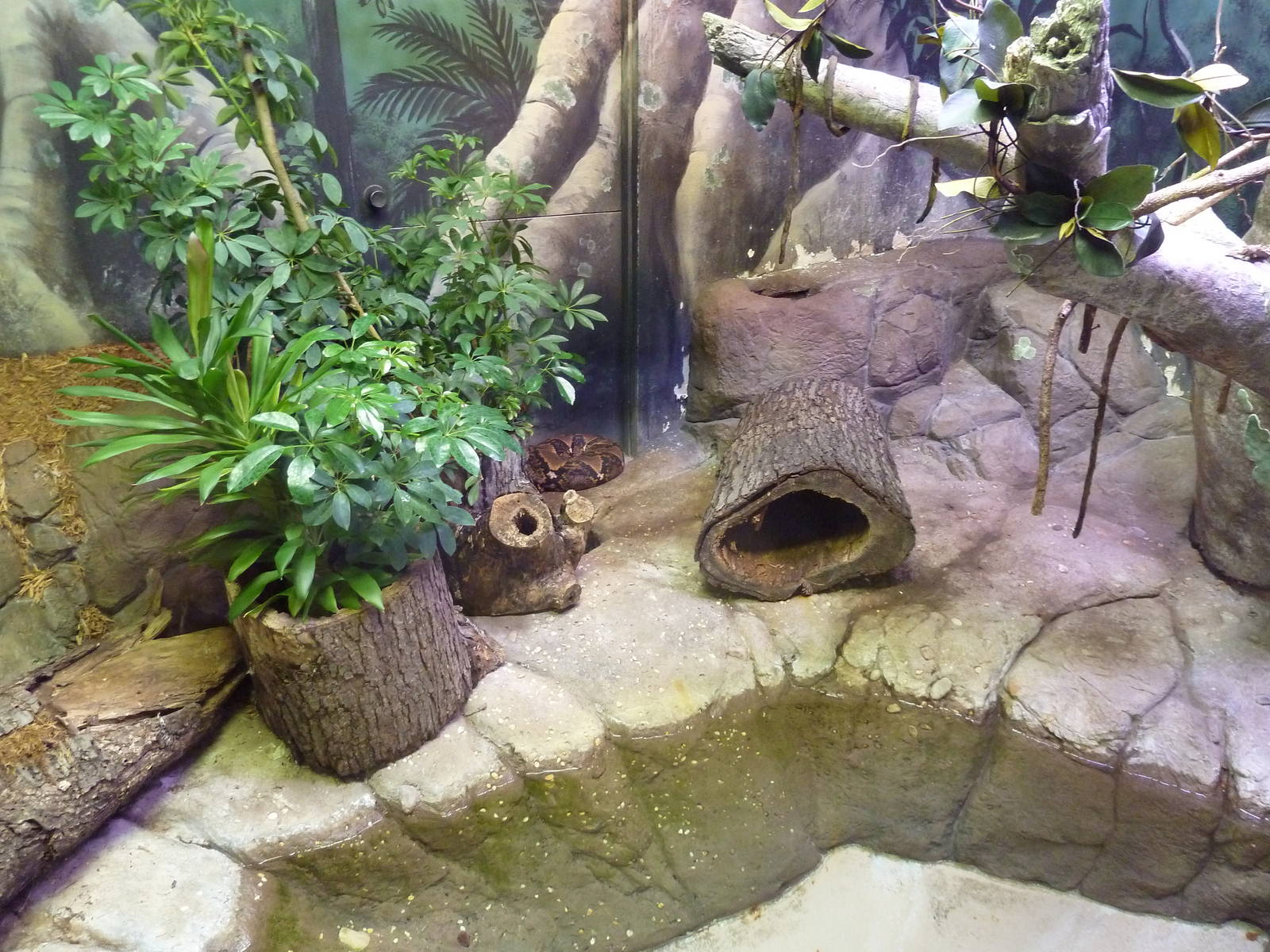 Reptile + Amphibian House - Reticulated Python Exhibit