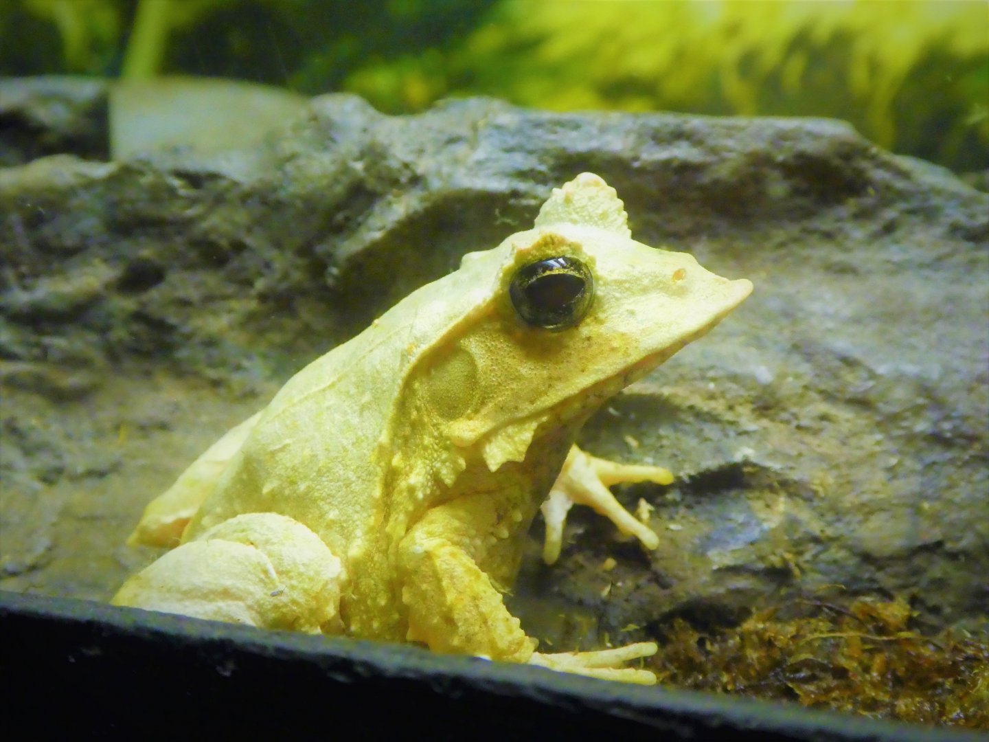 Reptile & Amphibian House - Solomon Island Leaf Frog