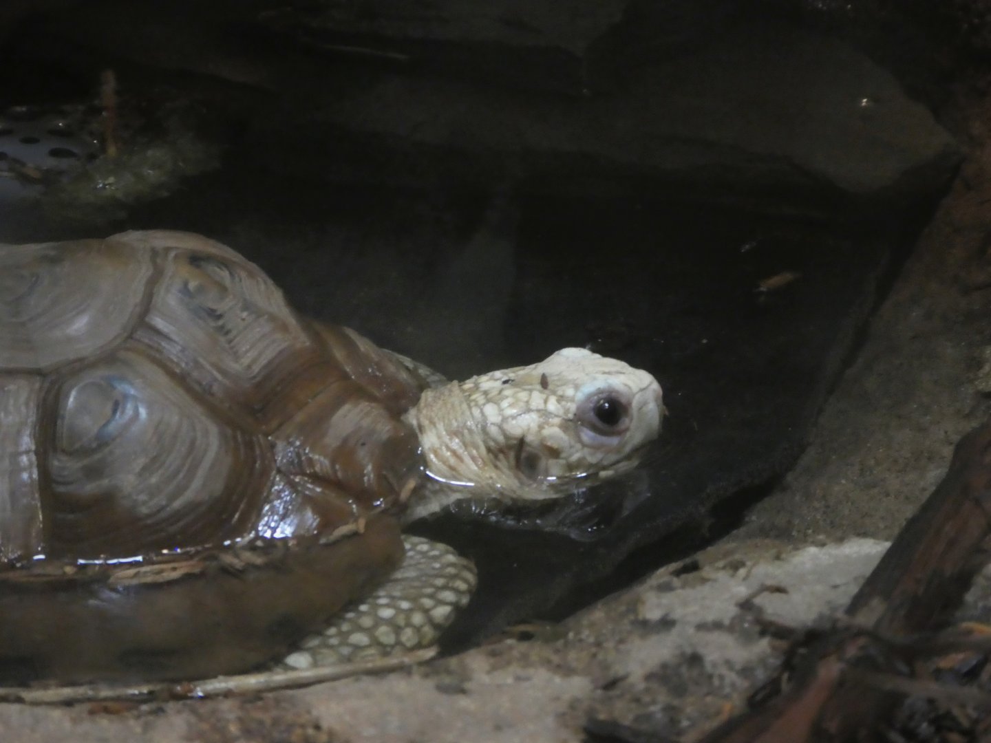 Reptile & Amphibian House - Travancore Tortoise