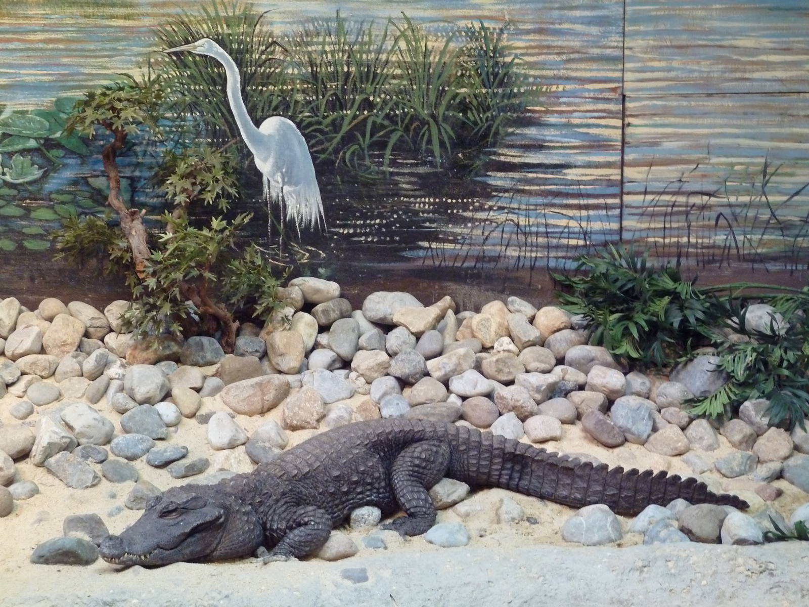 Reptile + Amphibian House - West African Dwarf Crocodile