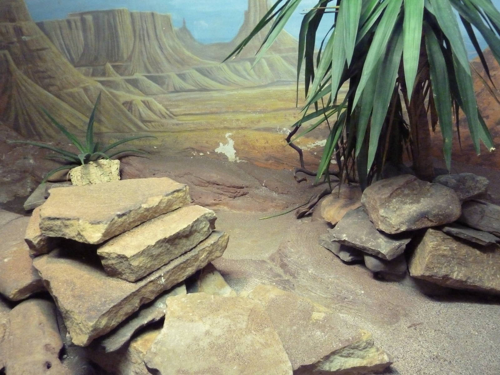 Reptile + Amphibian House - Western Diamondback Rattlesnake Exhibit