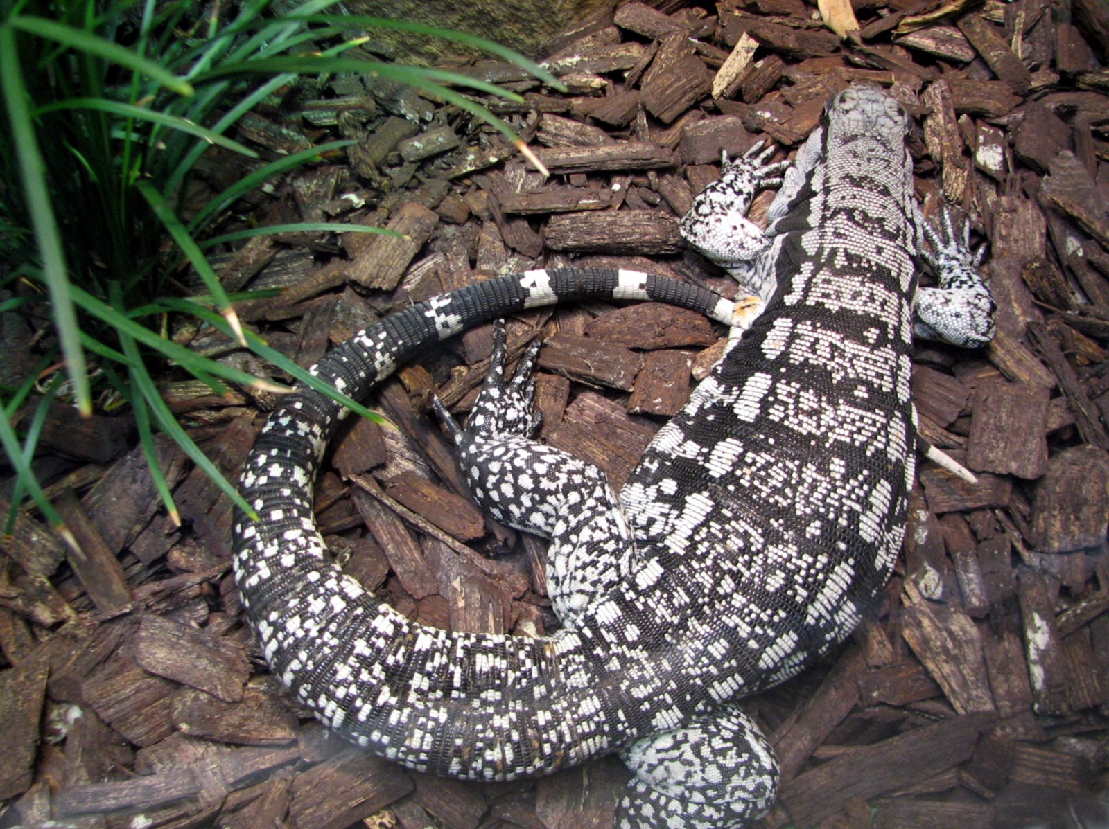 Reptile and Amphibian Building - Black and White Tegu