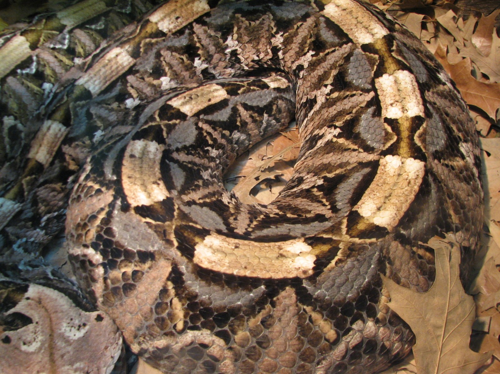 Reptile and Amphibian Building - Gaboon Viper