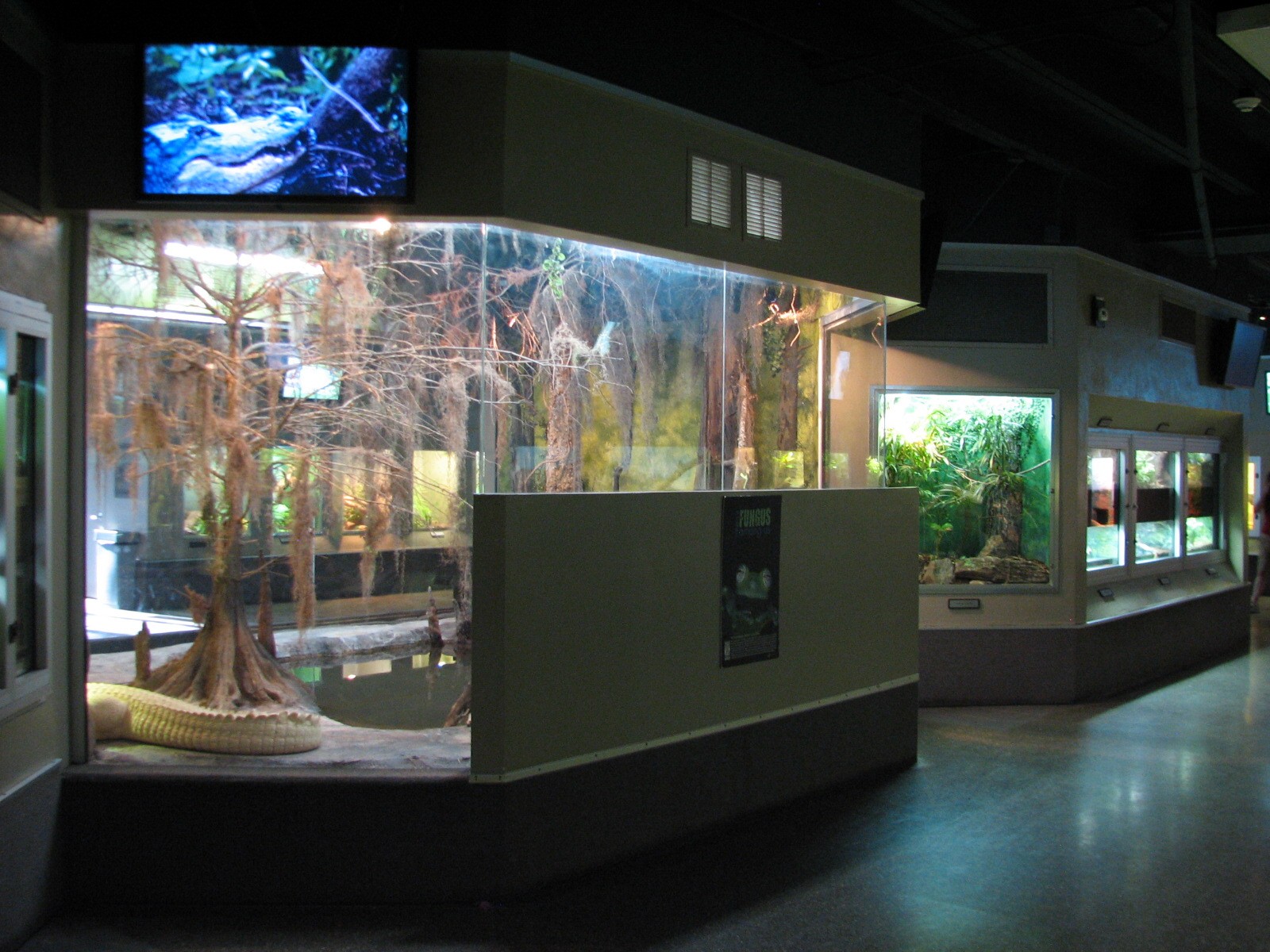 Reptile and Amphibian Building - White Alligator Exhibit
