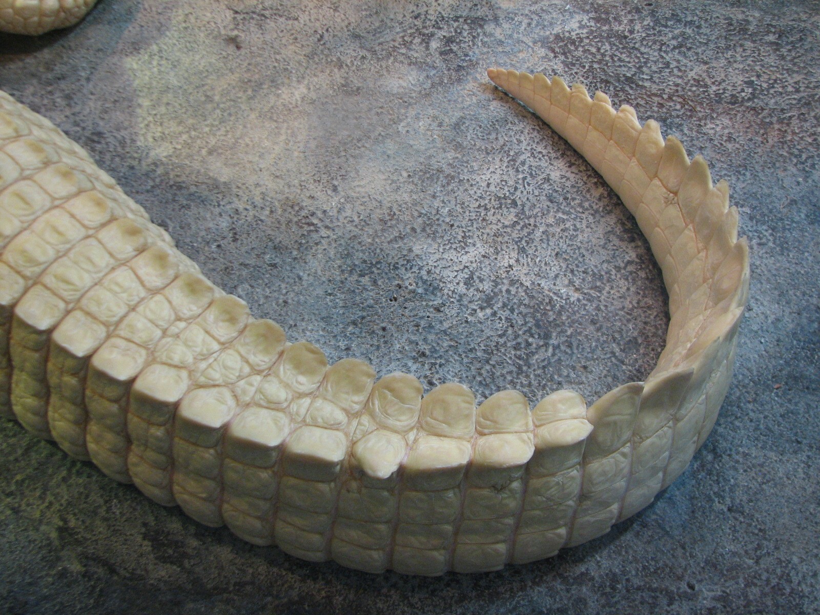 Reptile and Amphibian Building - White Alligator