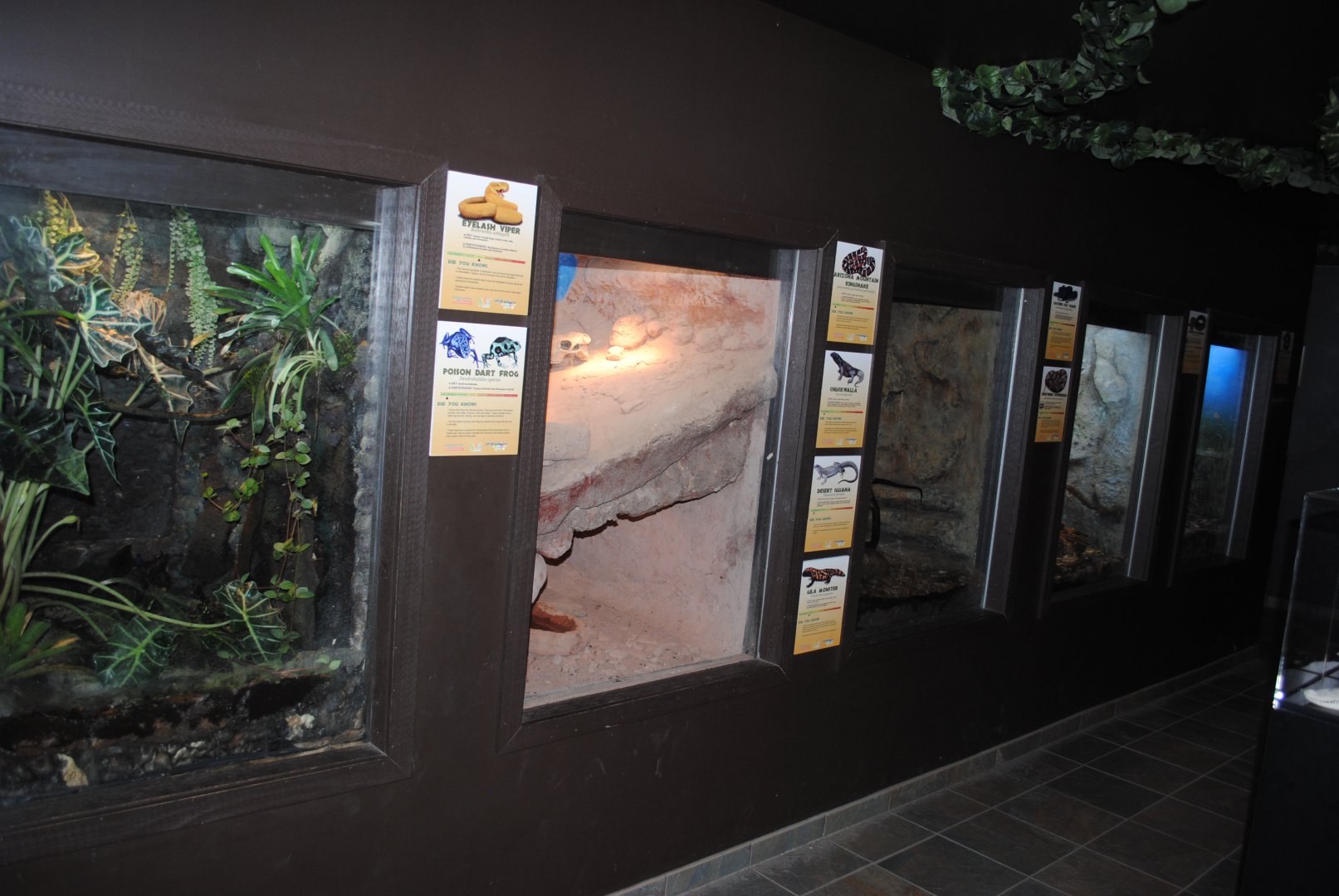 Reptile and Amphibian Discovery Center - interior
