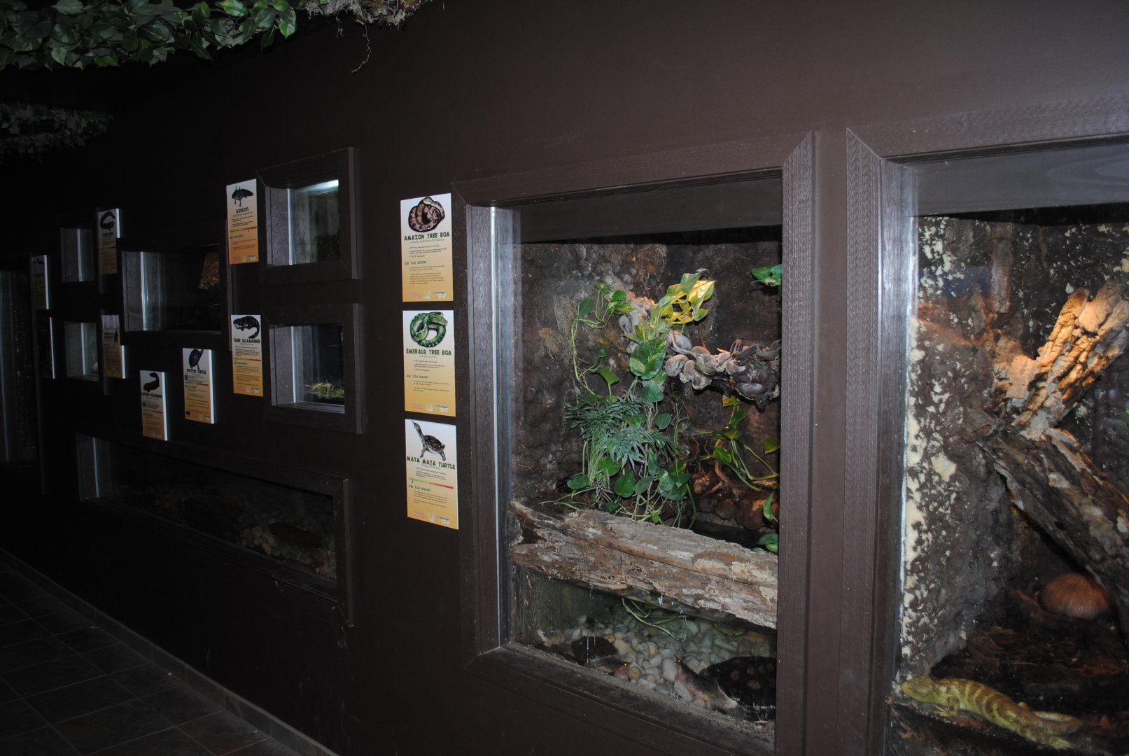 Reptile and Amphibian Discovery Center - interior