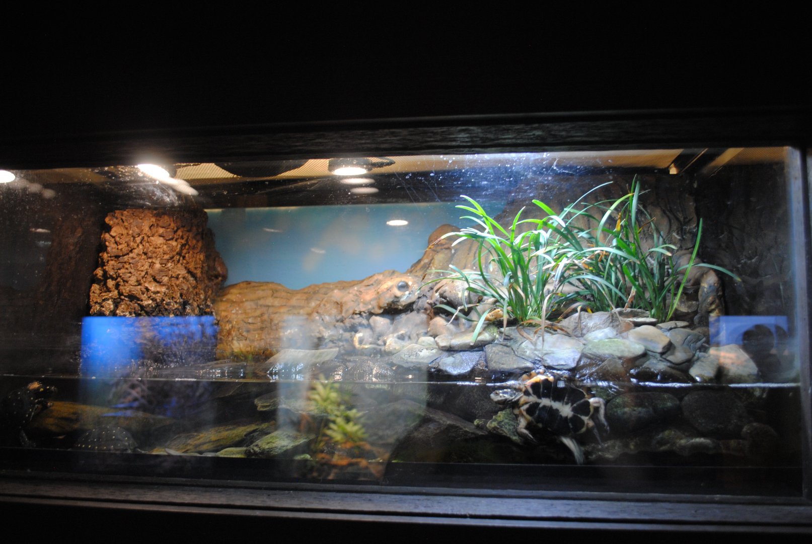 Reptile and Amphibian Discovery Center
