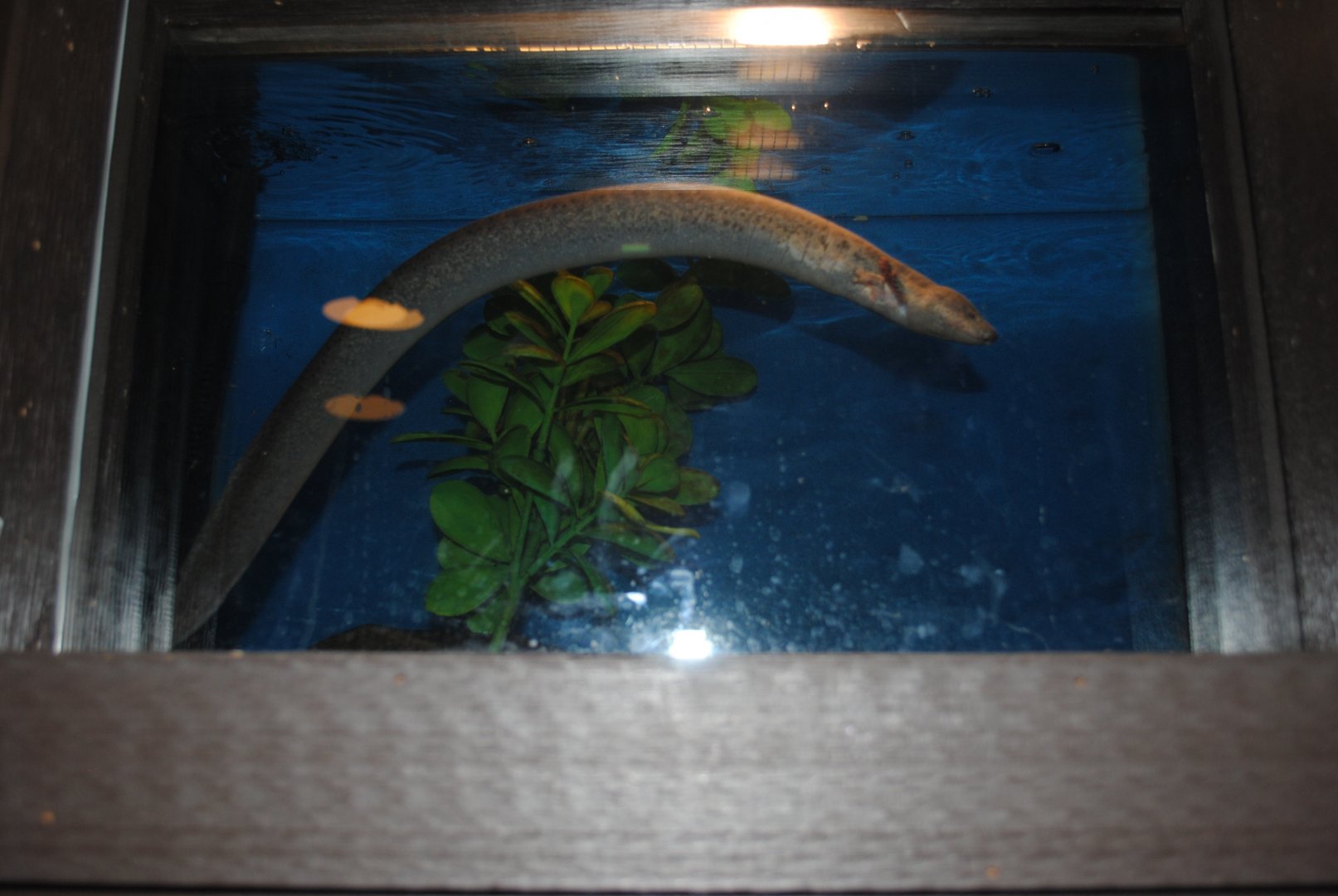 Reptile and Amphibian Discovery Center