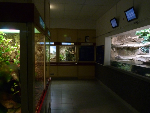 Reptile and amphibian enclosures
