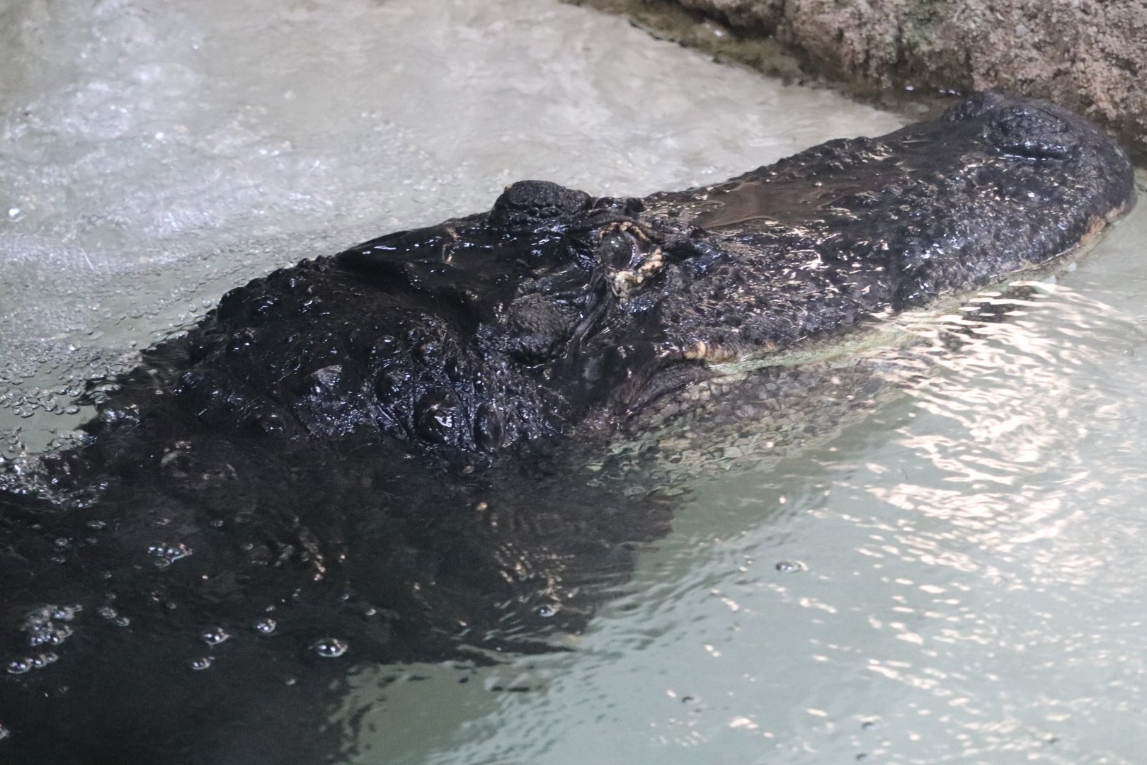 Reptile And Amphibian House - American Alligator