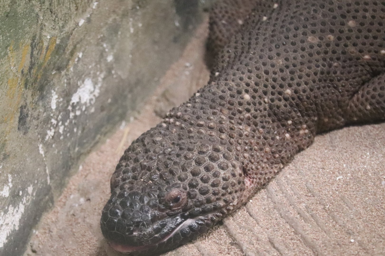 Reptile And Amphibian House - Beaded Lizard