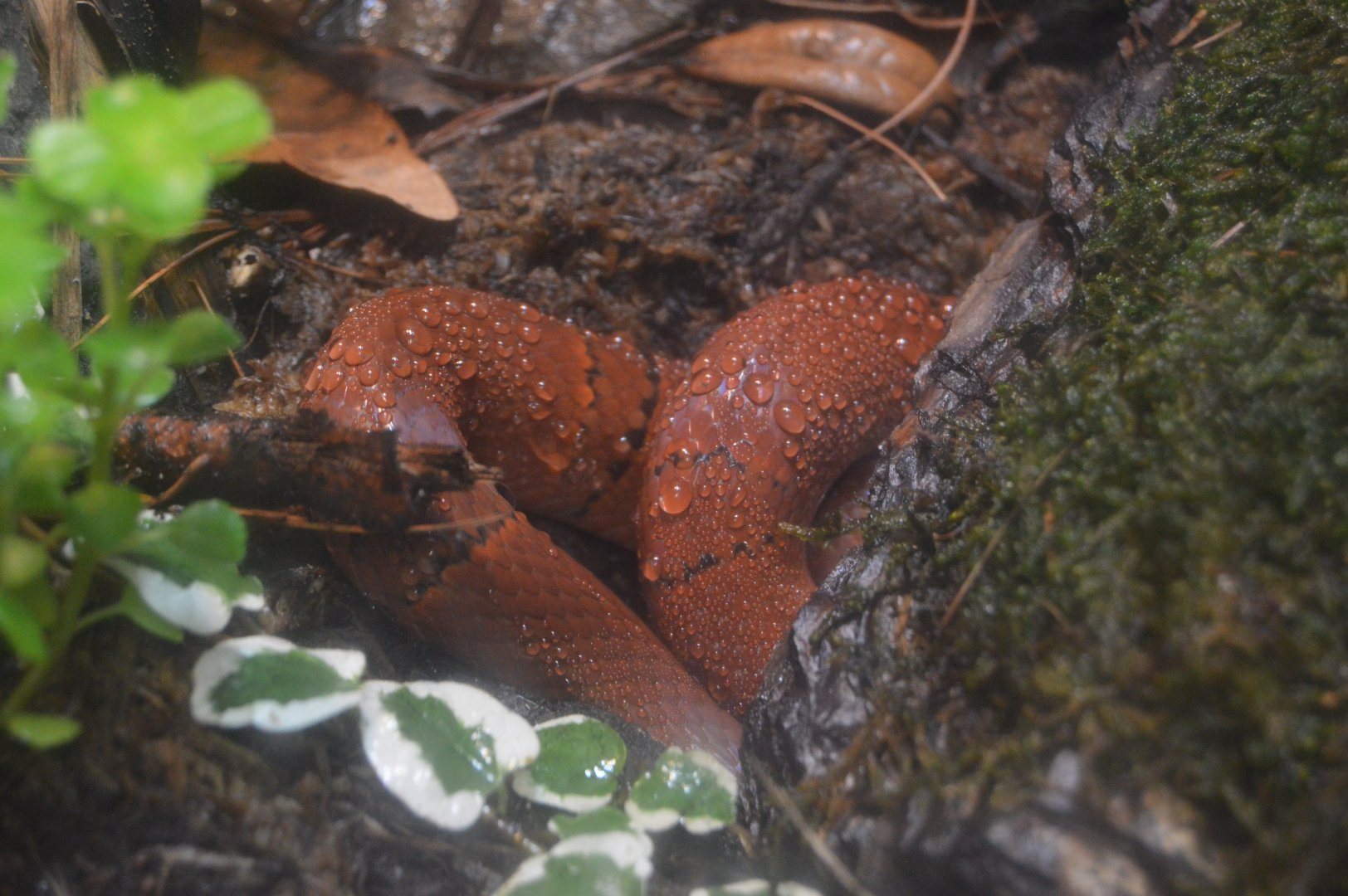 Reptile and Amphibian House - Black-banded Trinket Snake (Oreocryptophis porphyraceus)