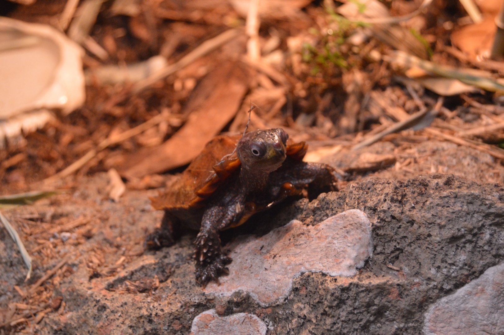Reptile and Amphibian House - Black-breasted Leaf Turtle (Geoemyda spengleri)