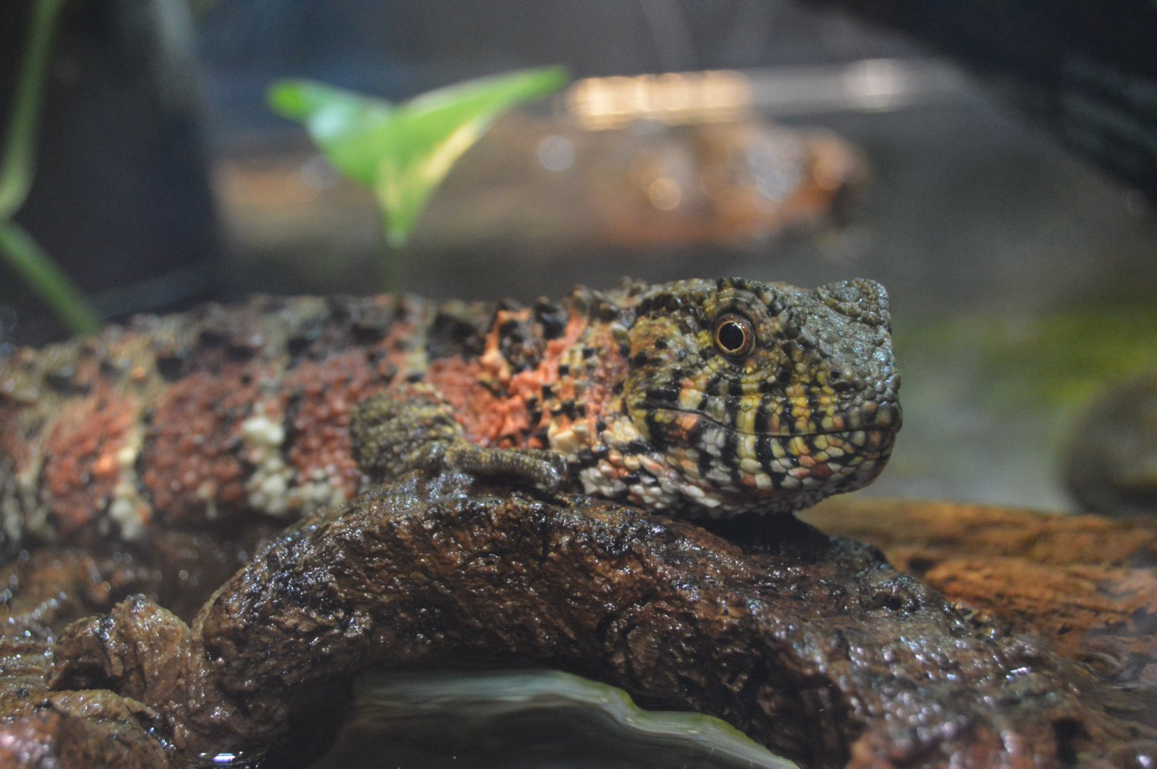 Reptile and Amphibian House - Chinese Crocodile Lizard (Shinisaurus crocodilurus)