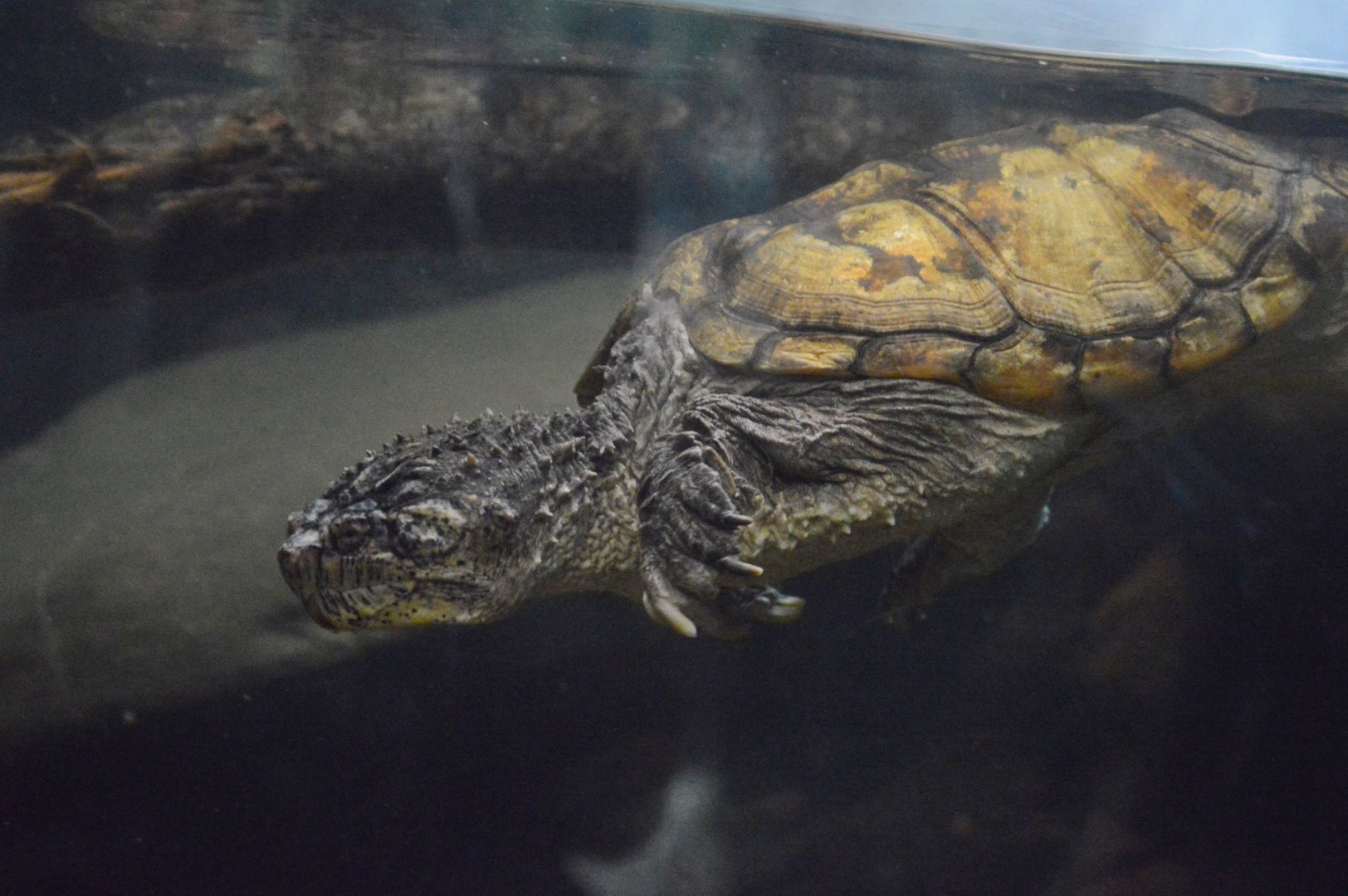 Reptile and Amphibian House - Common Snapping Turtle (Chelydra serpentina)