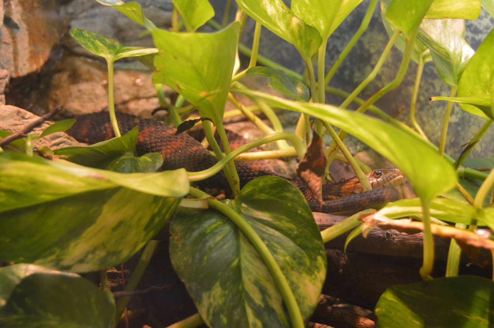 Reptile and Amphibian House - Common Watersnake (Nerodia sipedon)