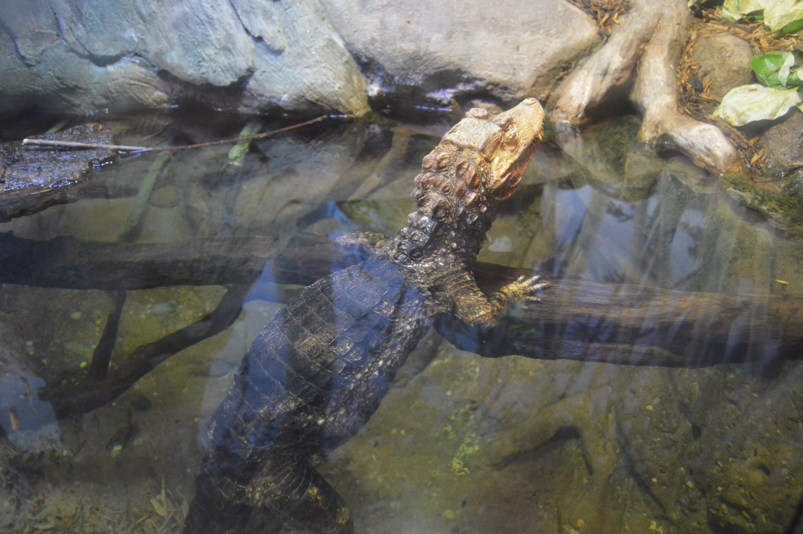 Reptile and Amphibian House - Cuvier's Dwarf Caiman (Paleosuchus palpebrosus)
