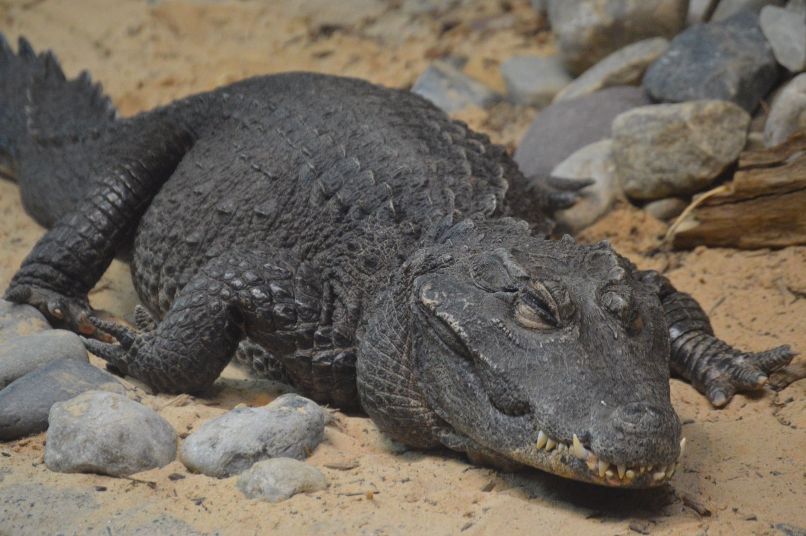 Reptile and Amphibian House - Dwarf Crocodile (Osteolaemus tetraspis)