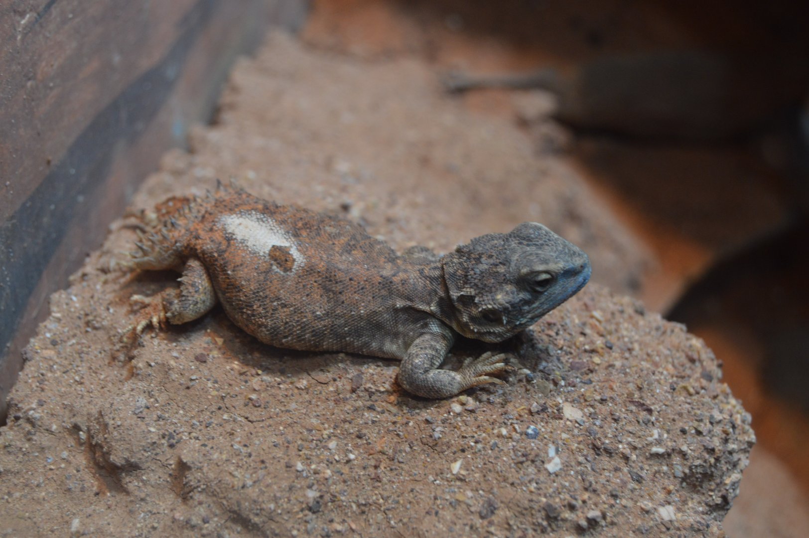 Reptile and Amphibian House - Dwarf Shield-Tailed Agama (Xenagama taylori)