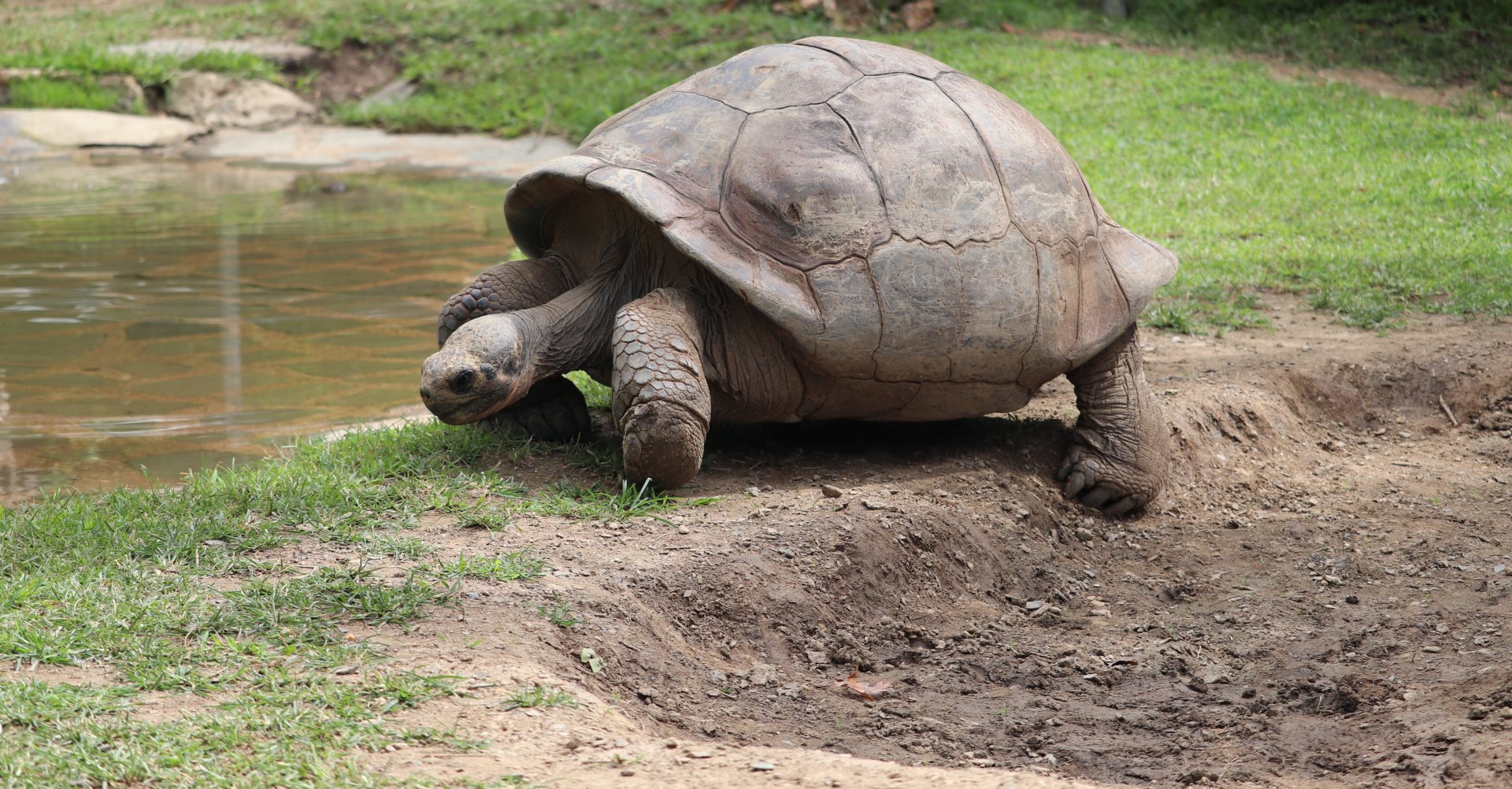 Reptile and Amphibian House - Galapagos Tortoise