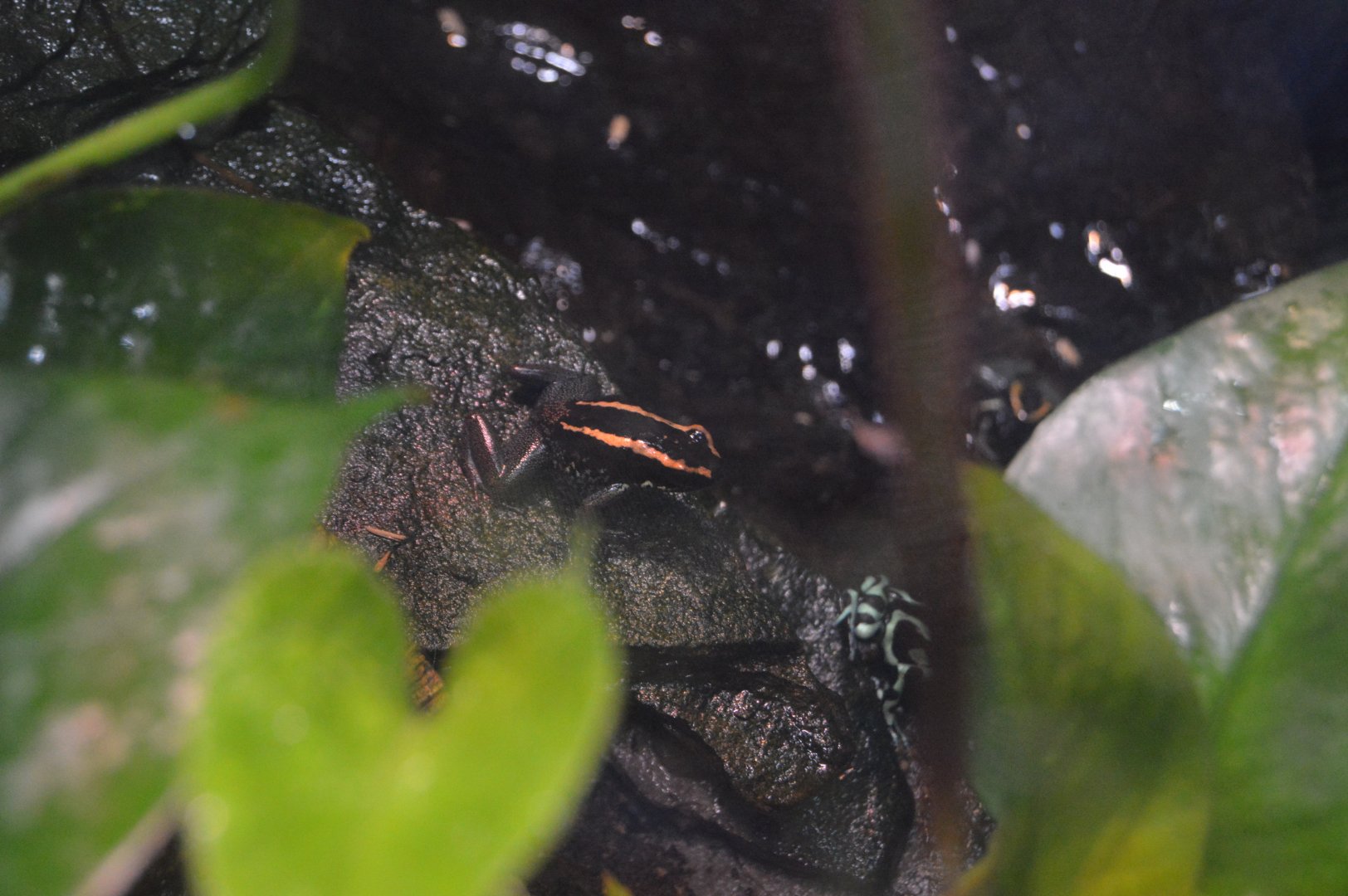 Reptile and Amphibian House - Golfo Dulce Poison Dart Frog (Phyllobates vittatus) and Green-and-black Poison Dart Frog (Dendrobates auratus)