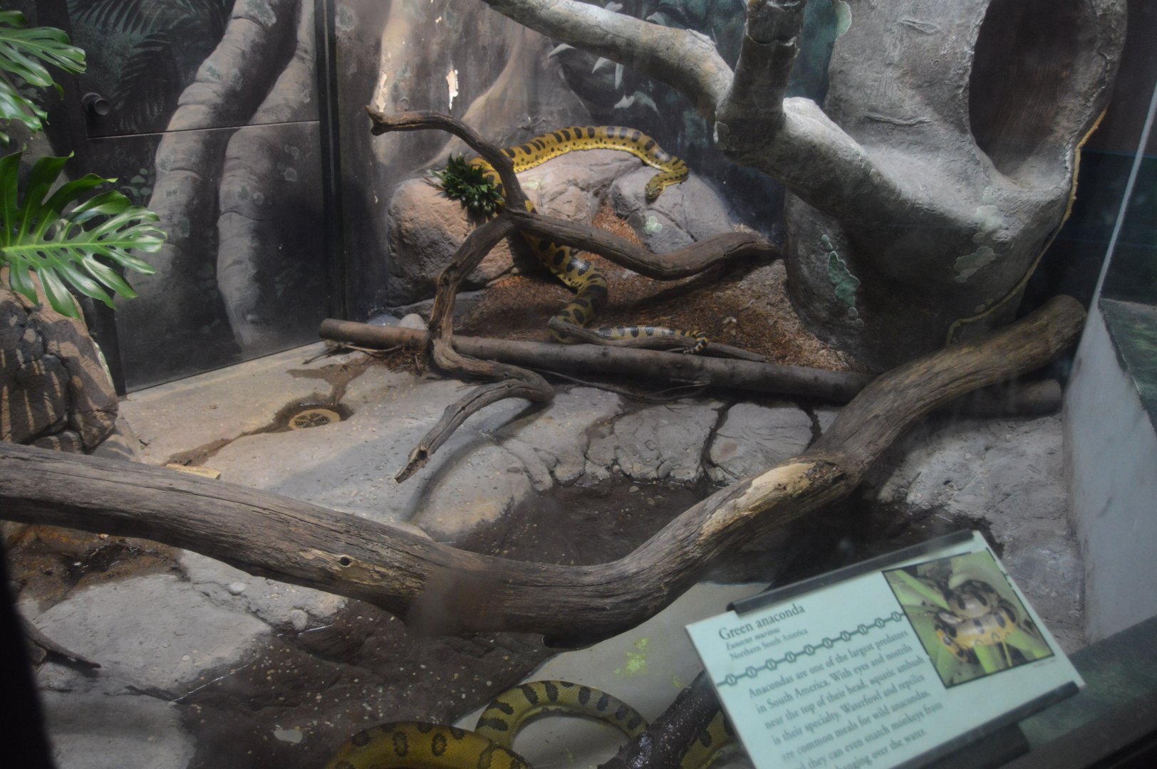 Reptile and Amphibian House - Green Anacondas (Eunectes murinus)