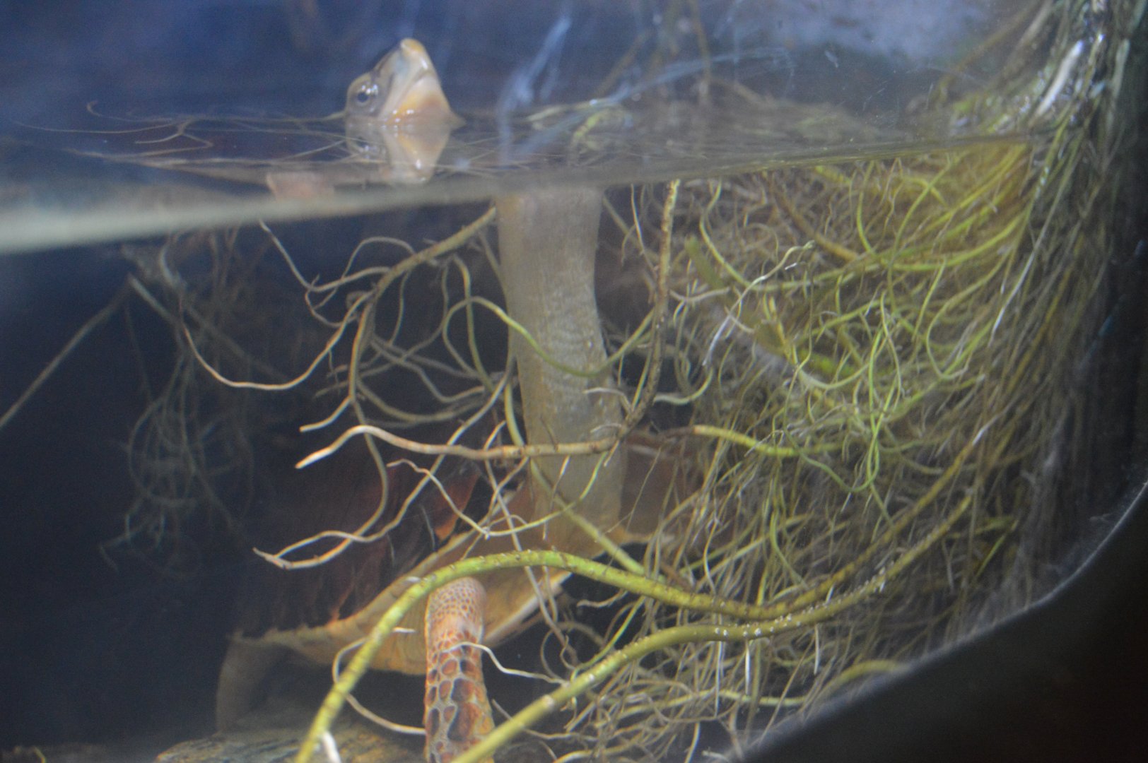 Reptile and Amphibian House - McCord's box turtle (Cuora mccordi)