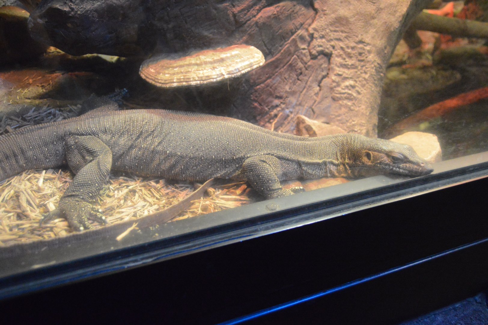 Reptile and Amphibian House - Mertens' Water Monitor (Varanus mertensi)