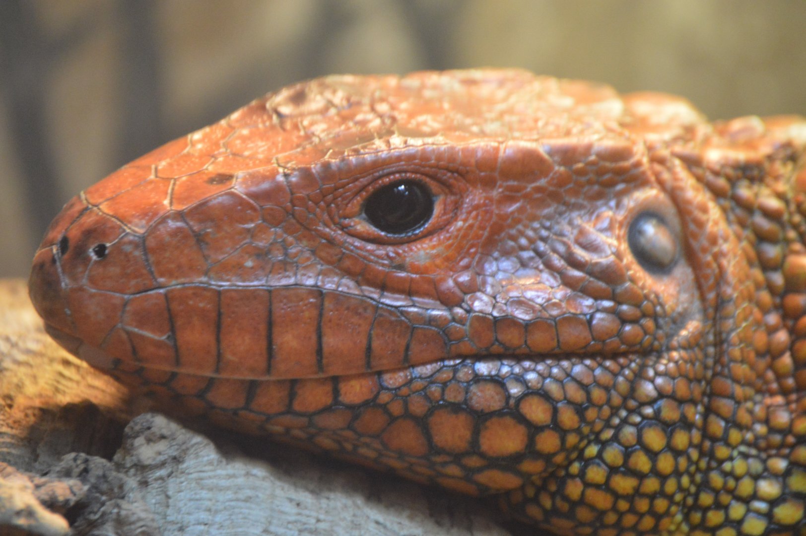 Reptile and Amphibian House - Northern Caiman Lizard (Dracaena guianensis)