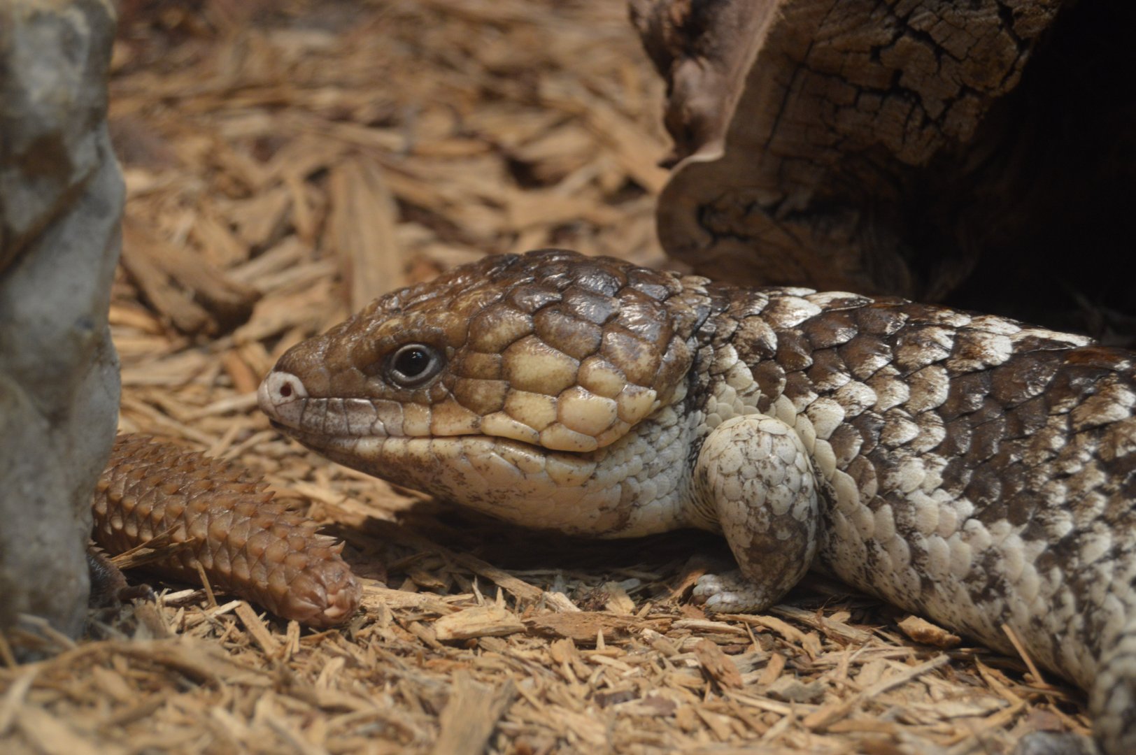 Reptile and Amphibian House - Shingleback (Tiliqua rugosa) and Hosmer's Spiny-tailed Skink (Egernia hosmeri)