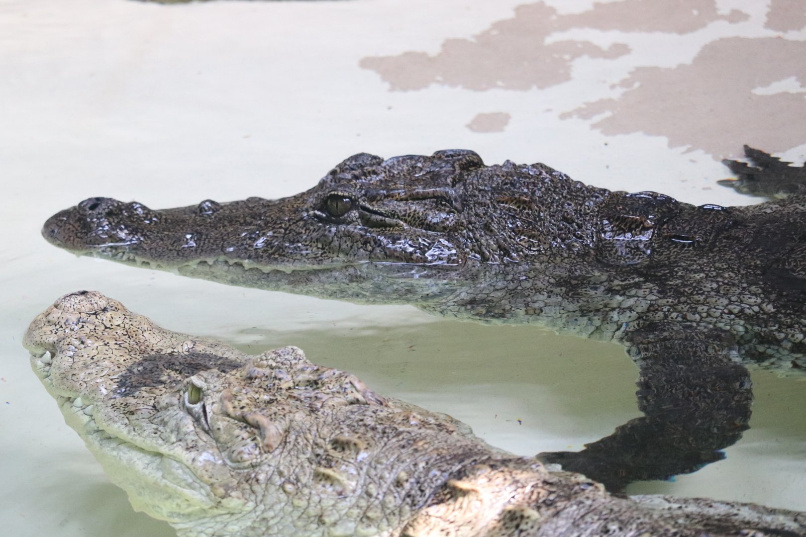Reptile And Amphibian House - West African crocodiles
