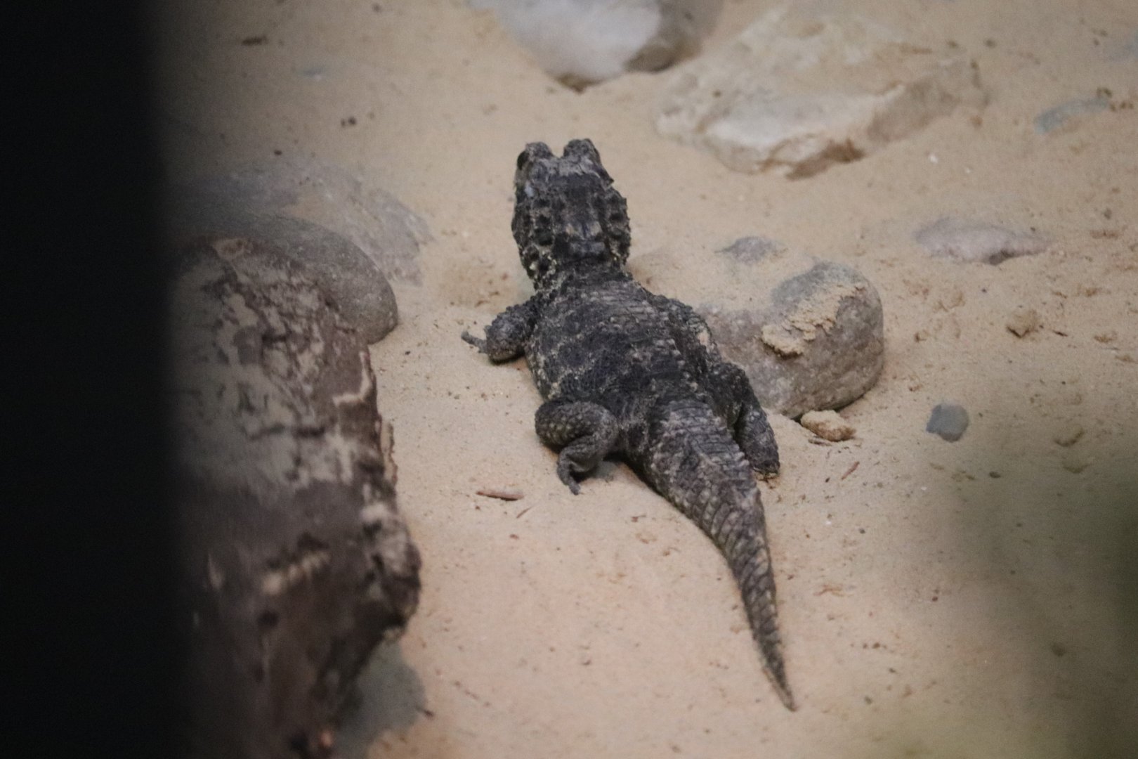 Reptile And Amphibian House - West African Dwarf Crocodile