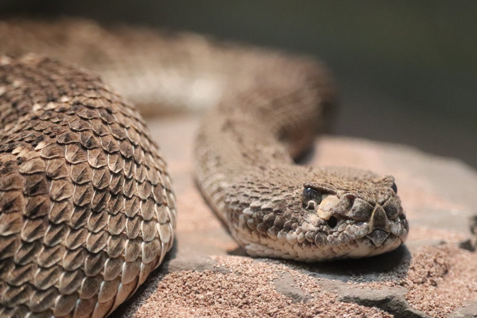 Reptile And Amphibian House - Western Diamondback Rattlesnake