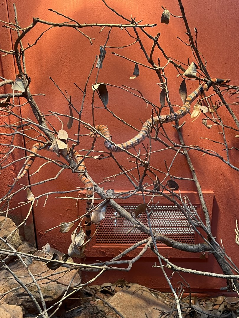 Reptile and Amphibian House