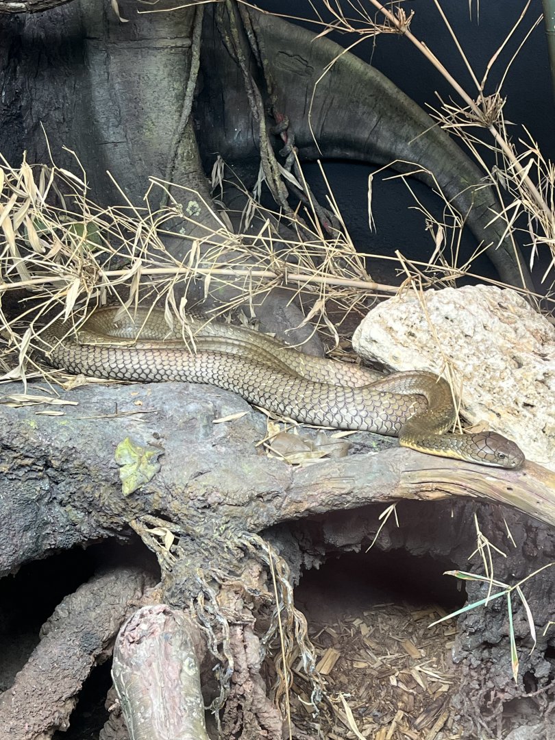 Reptile and Amphibian House