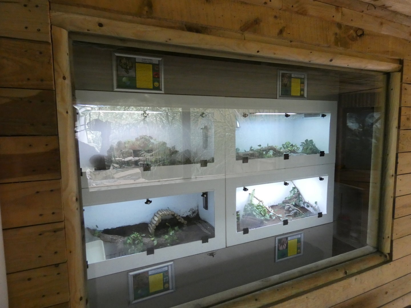 Reptile and tarantula displays in Endeavour Tropical House