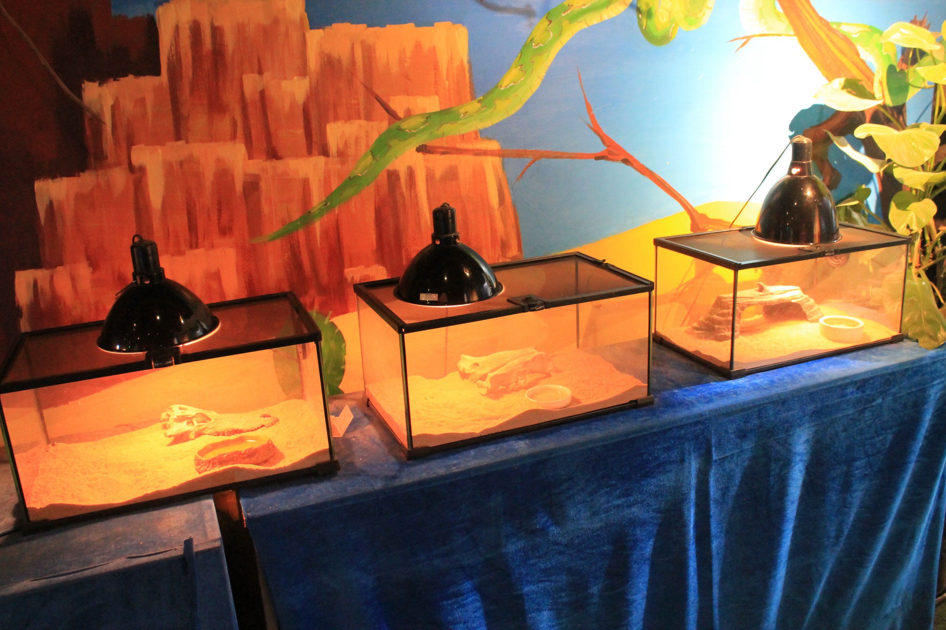 Reptile area at Fantasy Aquarium, Xi'an