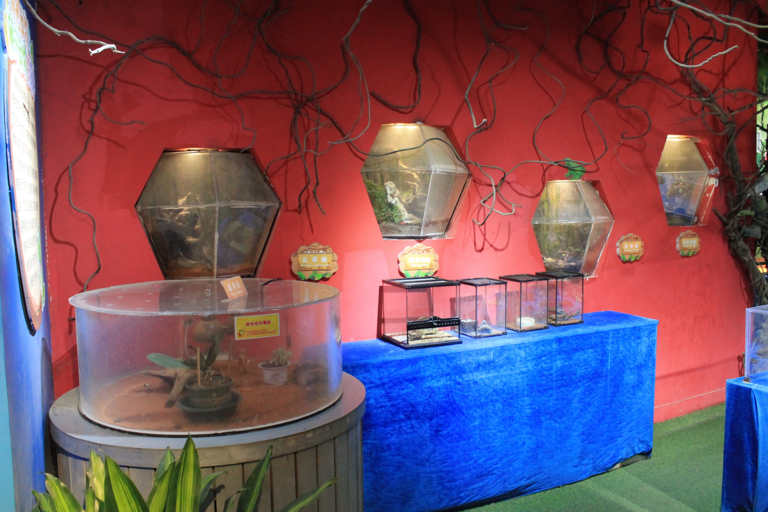 Reptile area at Fantasy Aquarium, Xi'an