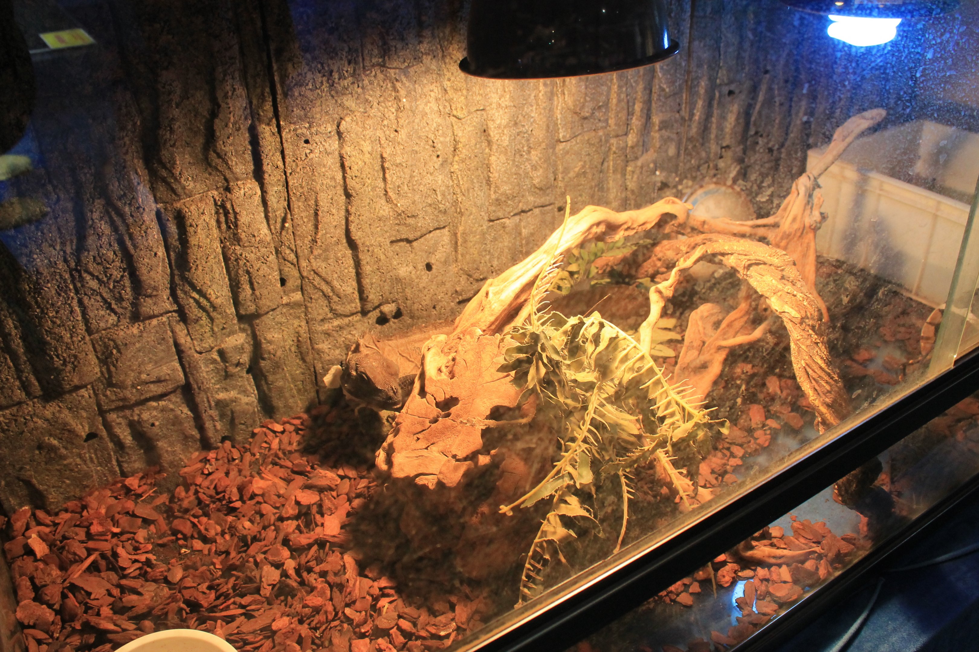 Reptile area at Fantasy Aquarium, Xi'an