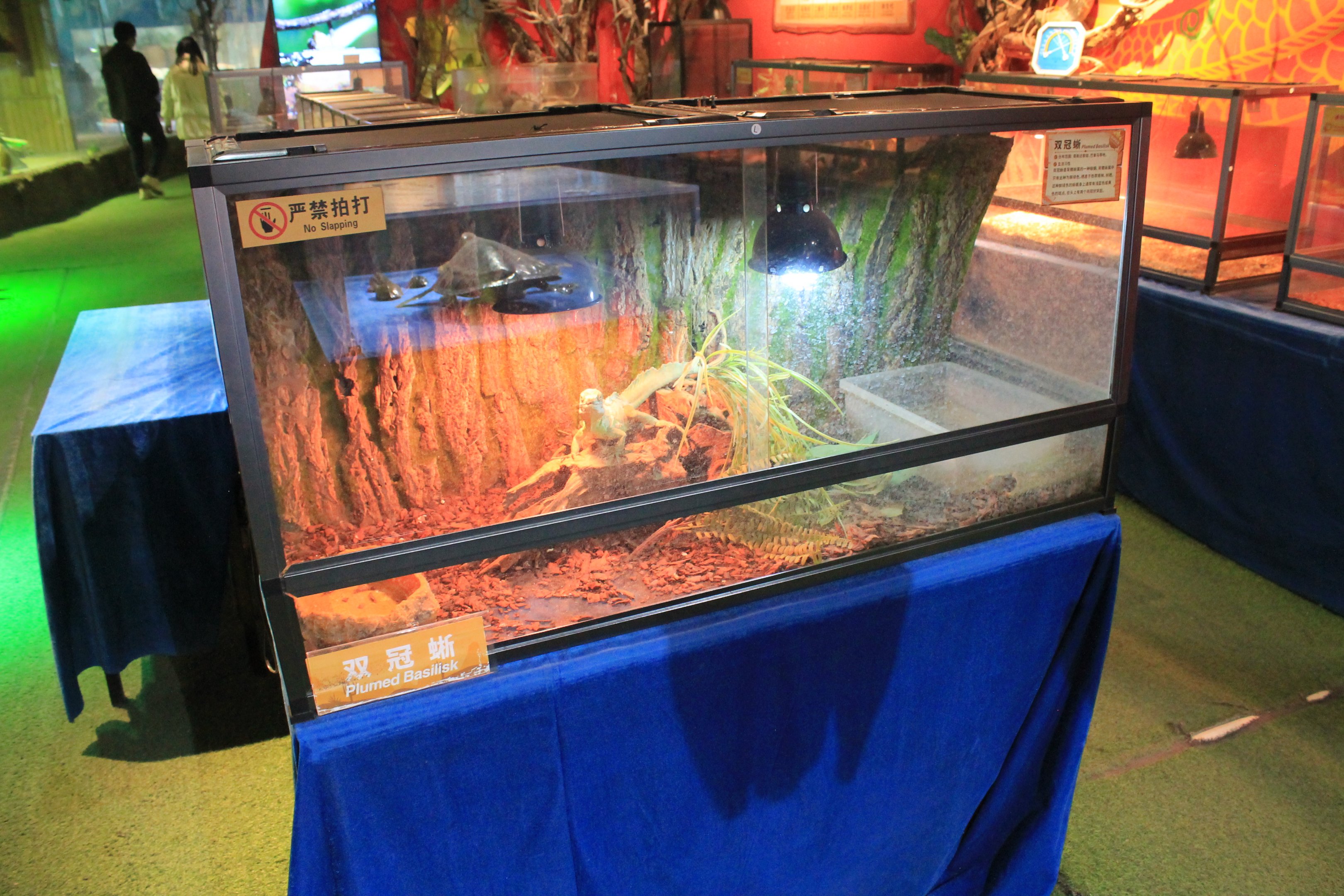 Reptile area at Fantasy Aquarium, Xi'an