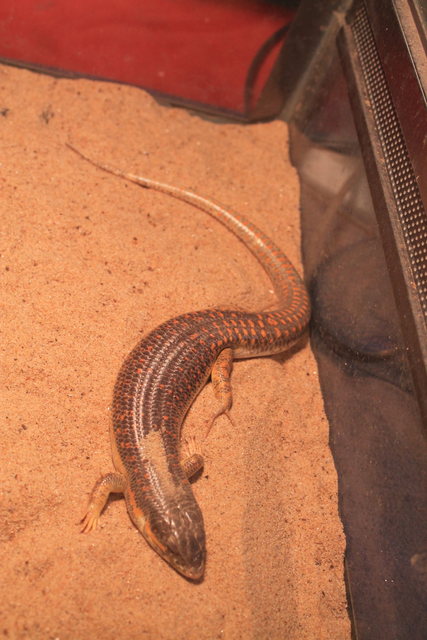 Reptile area at Fantasy Aquarium, Xi'an