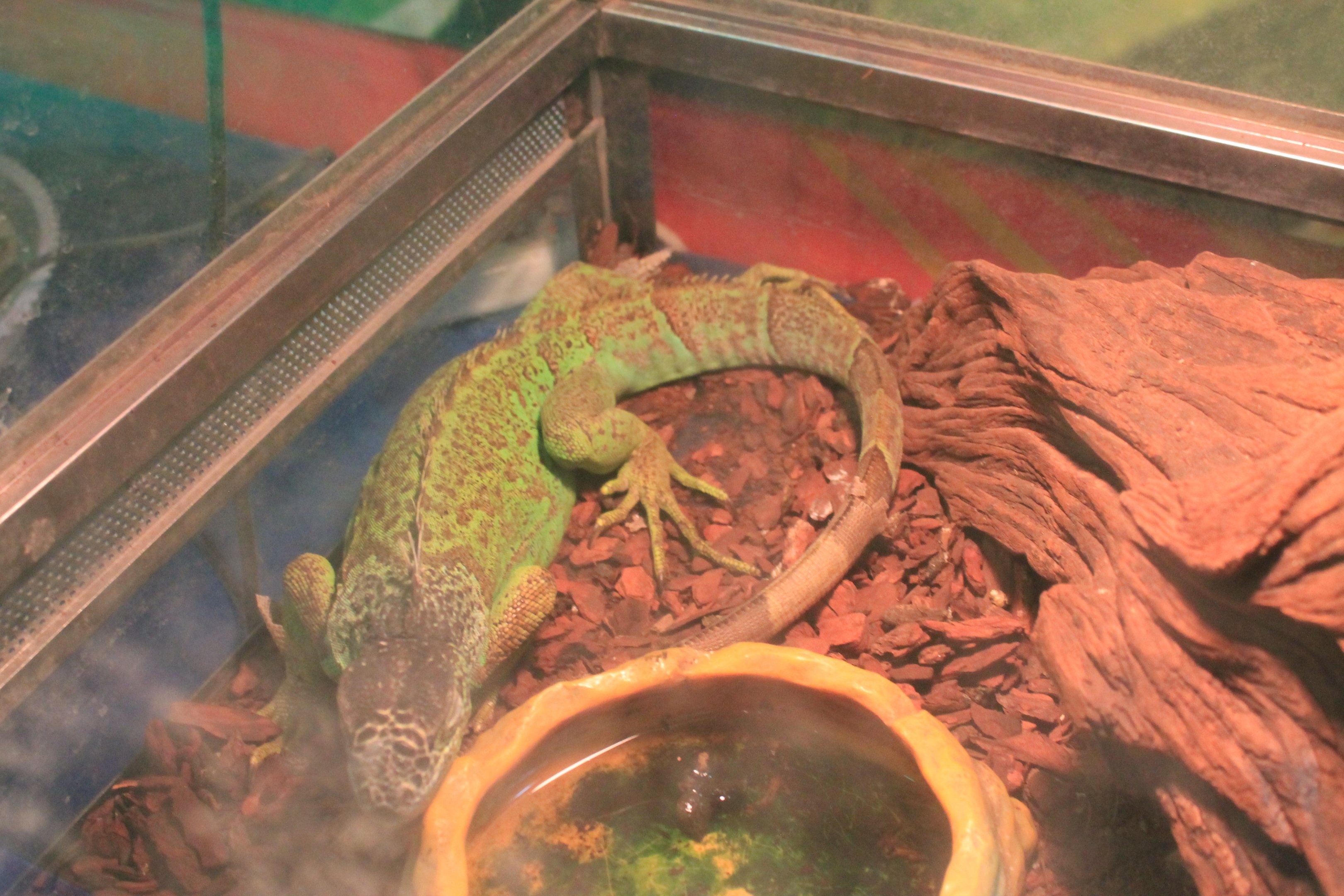 Reptile area at Fantasy Aquarium, Xi'an